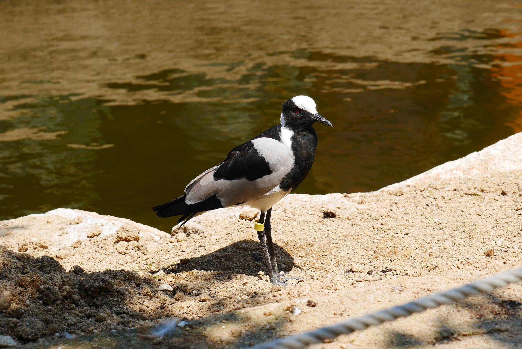 シロクロゲリ（Blacksmith lapwing）