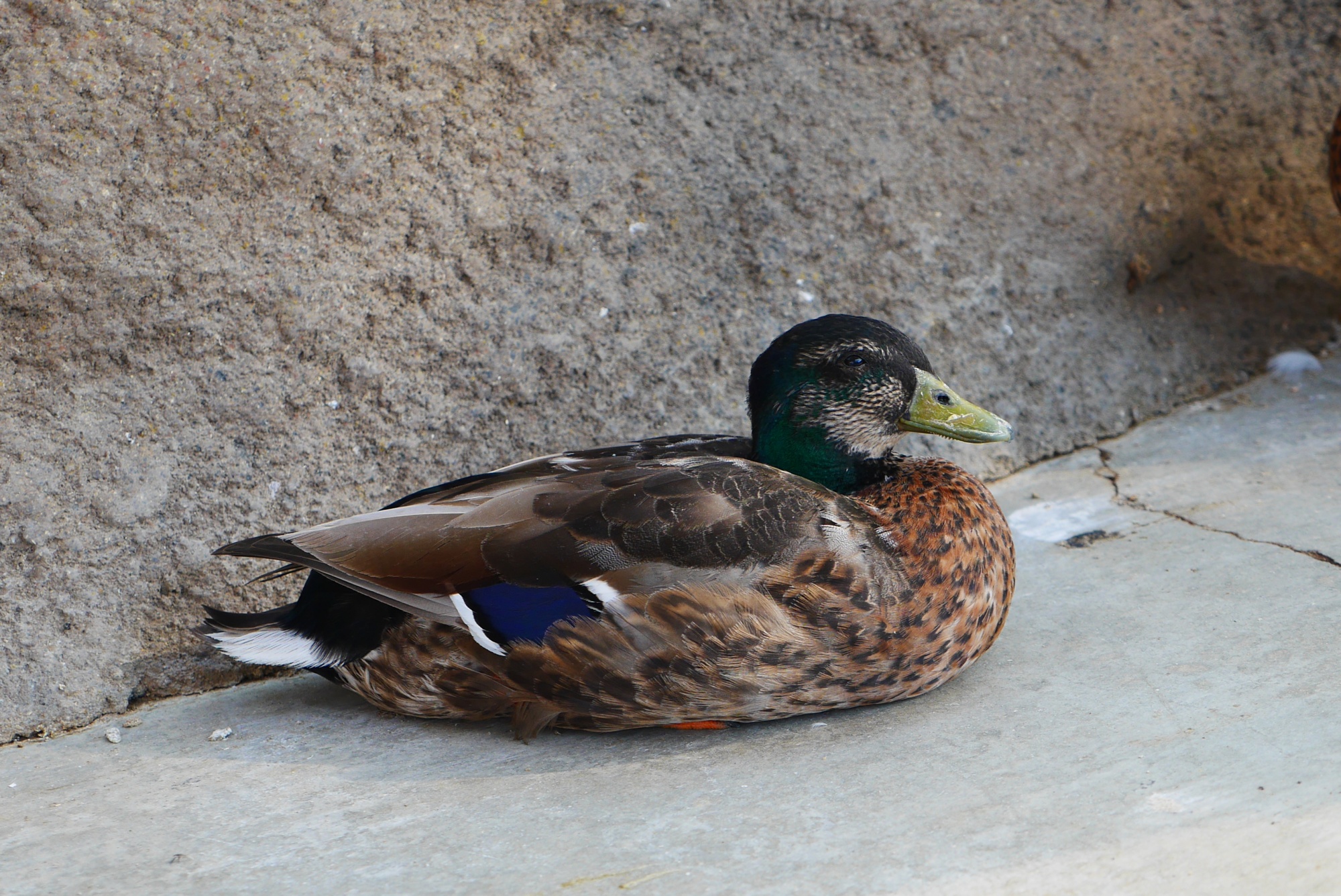 マガモ（Mallard）