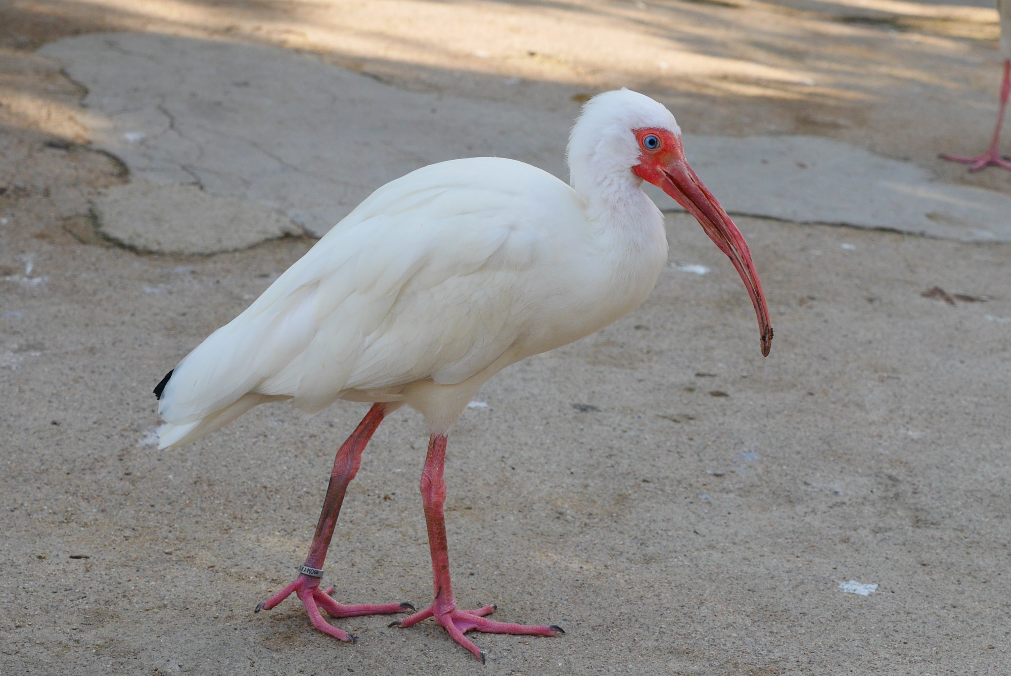 シロトキ（American White Ibis）