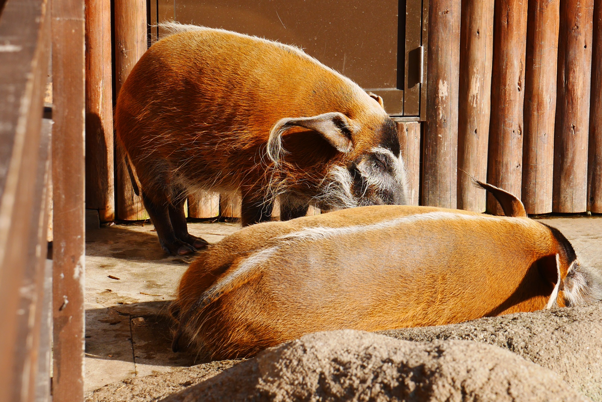 アカカワイノシシ（Red River Hog）