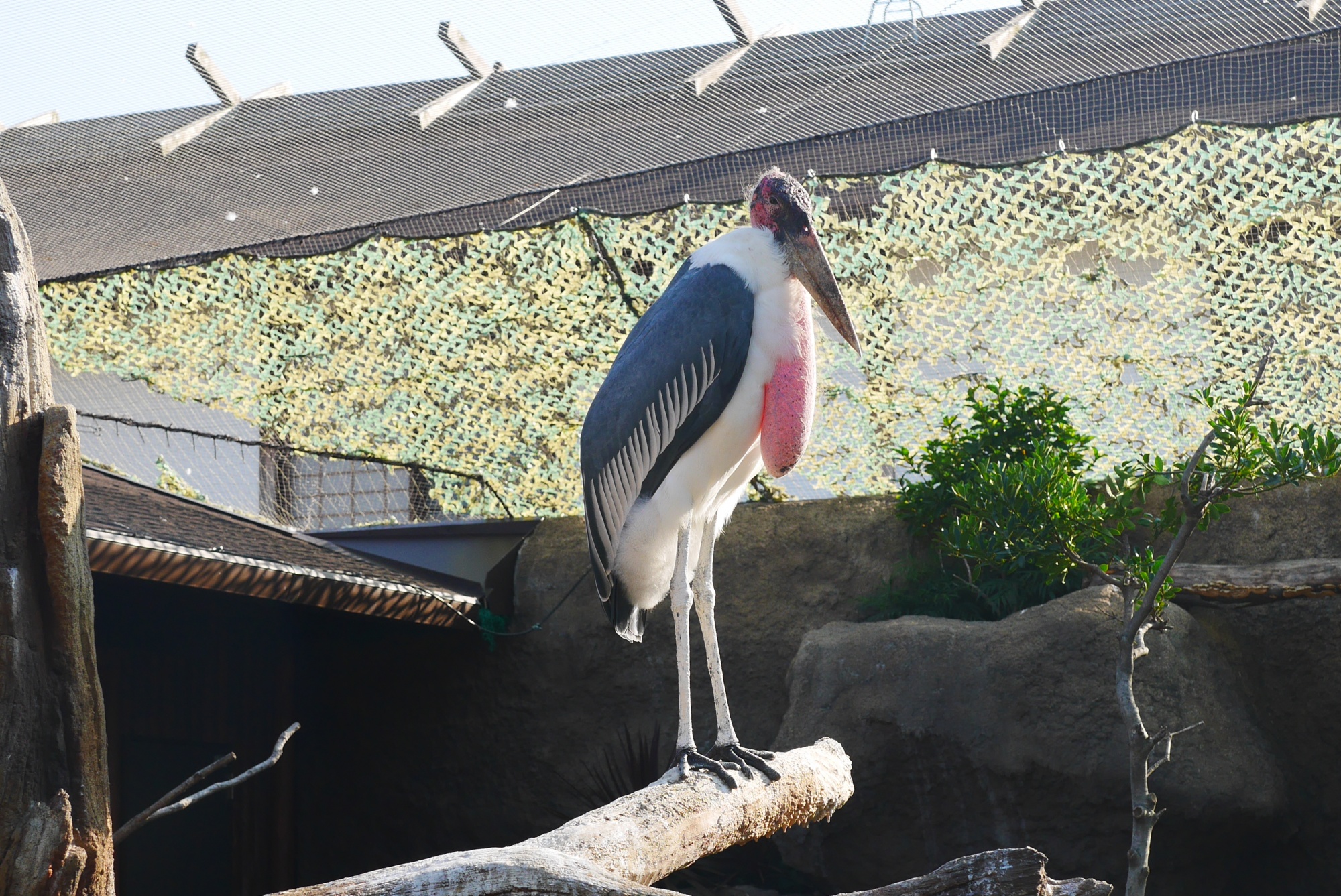 アフリカハゲコウ（Marabou Stork）