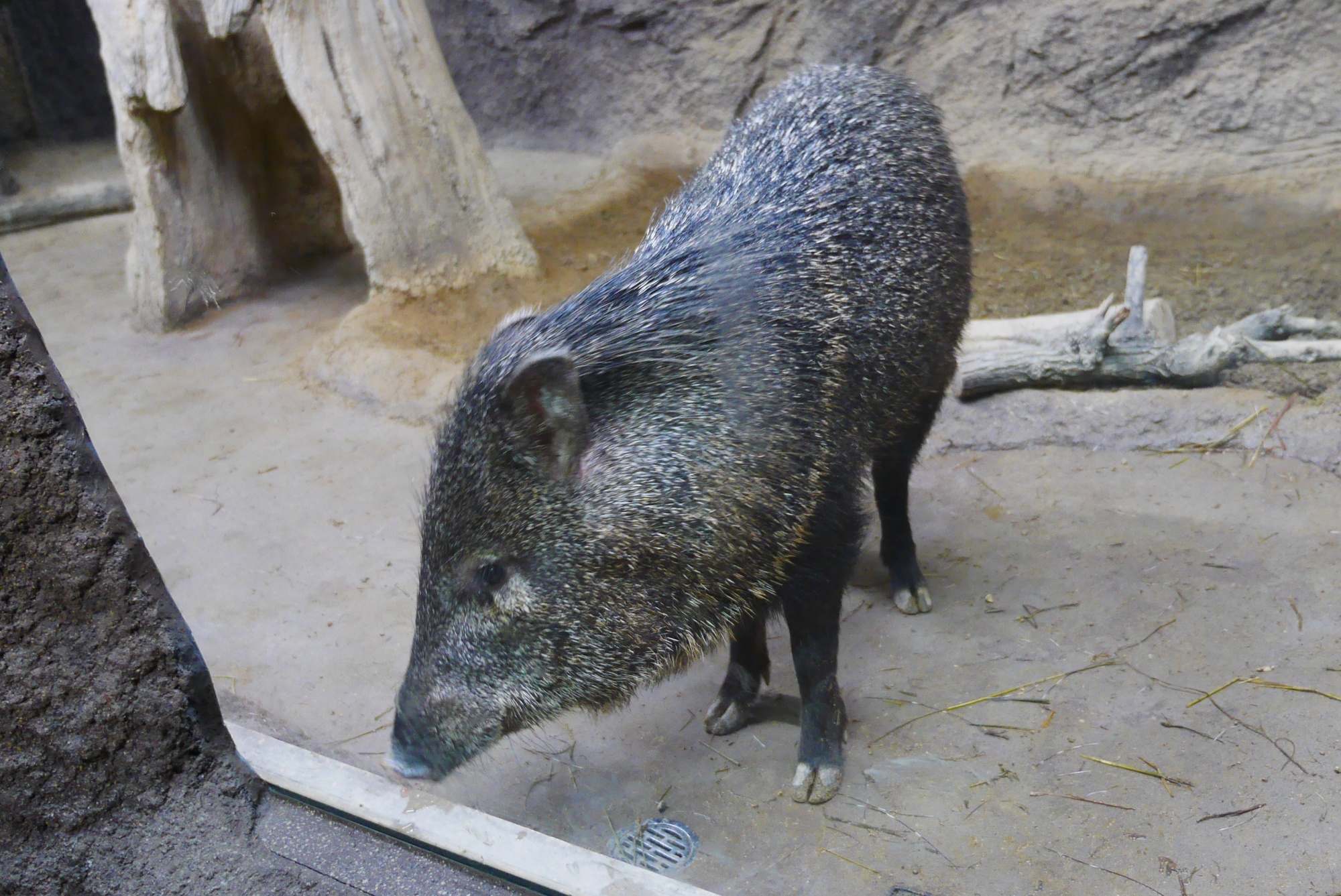 クビワペッカリー（Collared Peccary）