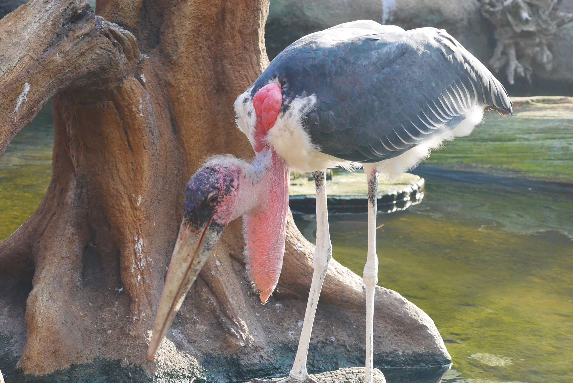 アフリカハゲコウ（Marabou Stork）