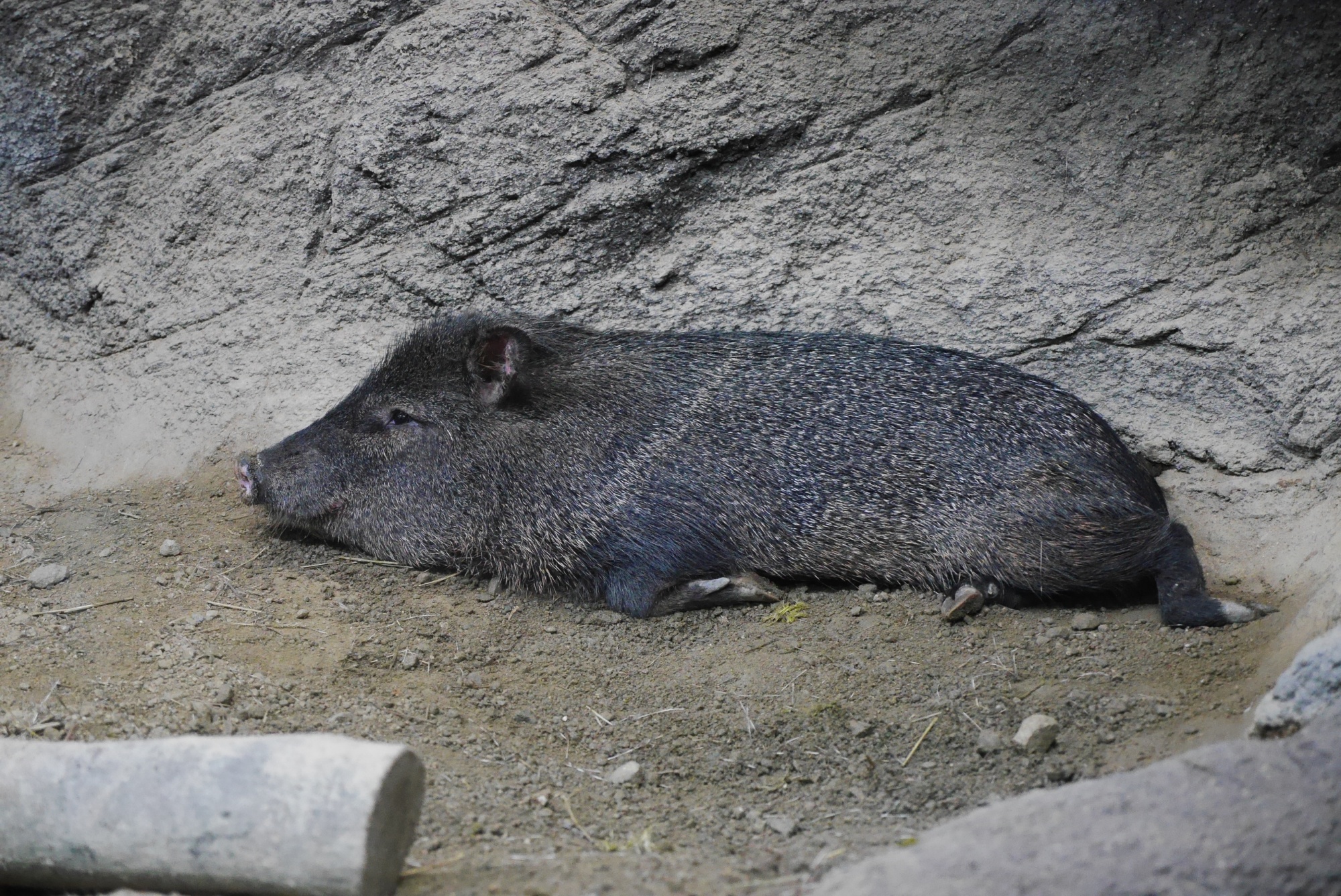 横になっているクビワペッカリー