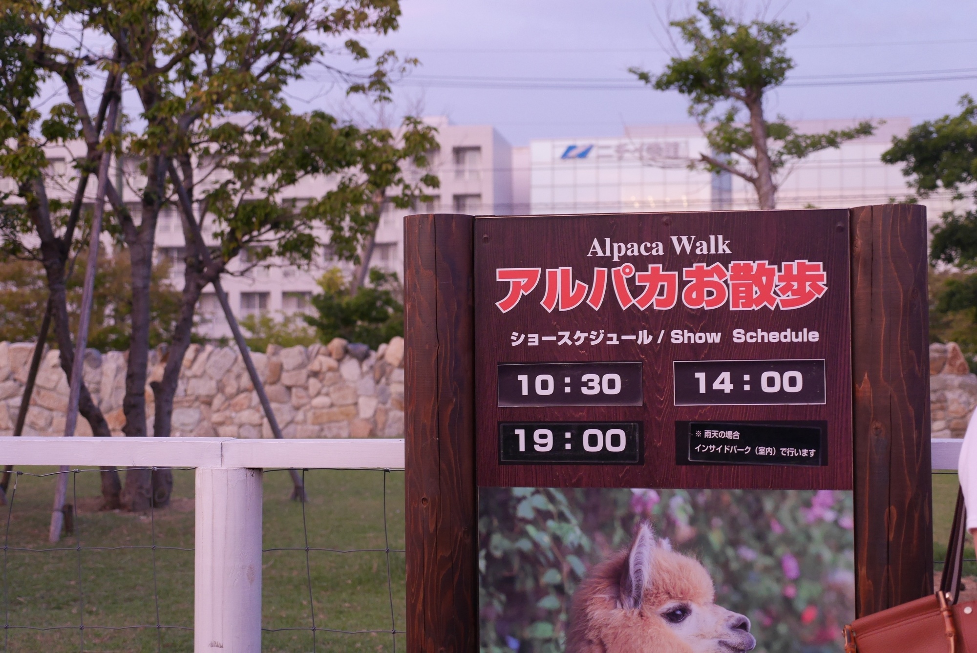 アルパカお散歩タイム（Alpaca Walk）