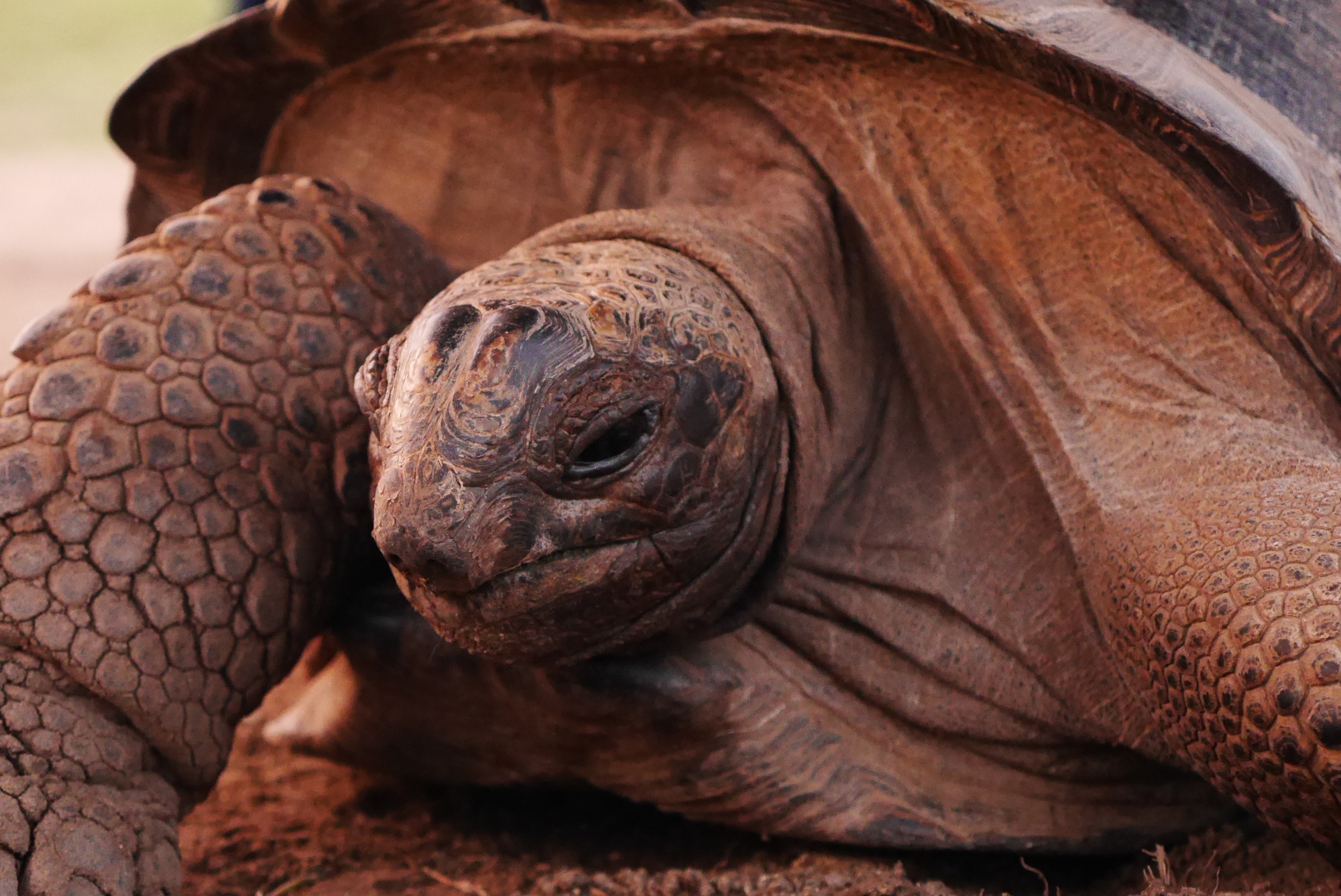 アルダブラゾウガメ（Aldabra giant tortoise） - どハマり