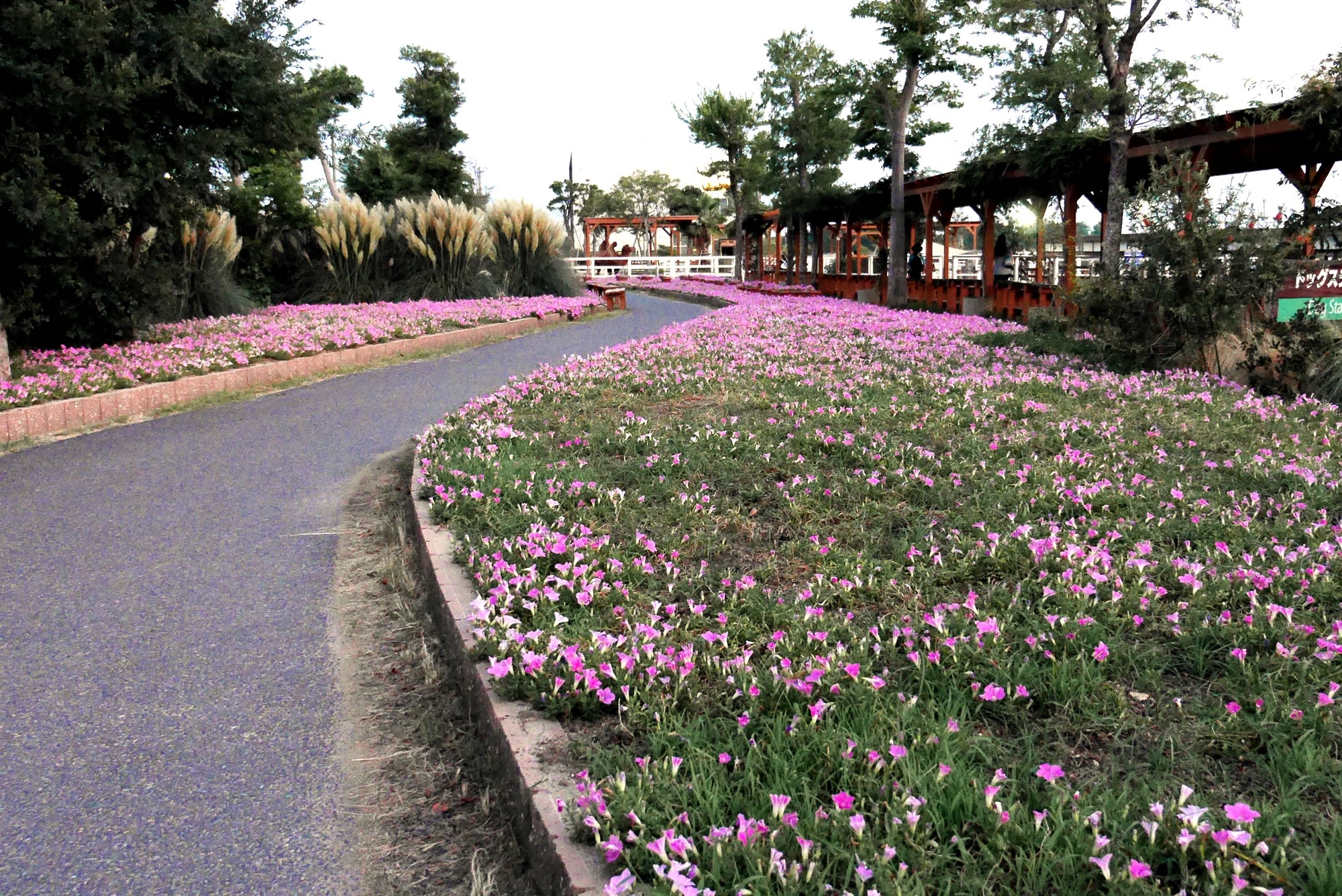 お花畑（Flower Beds）