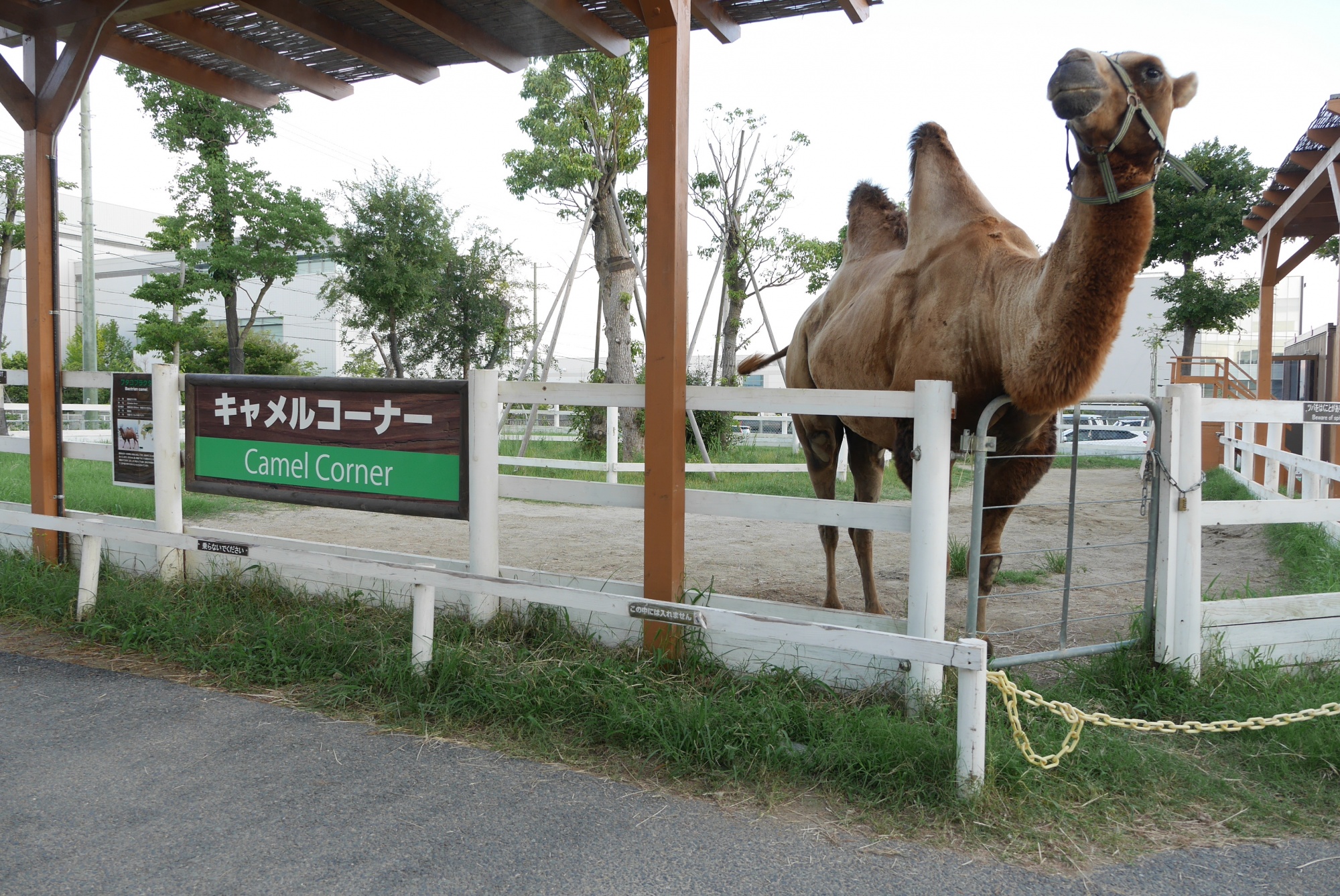 キャメルコーナー（Camel Corner）