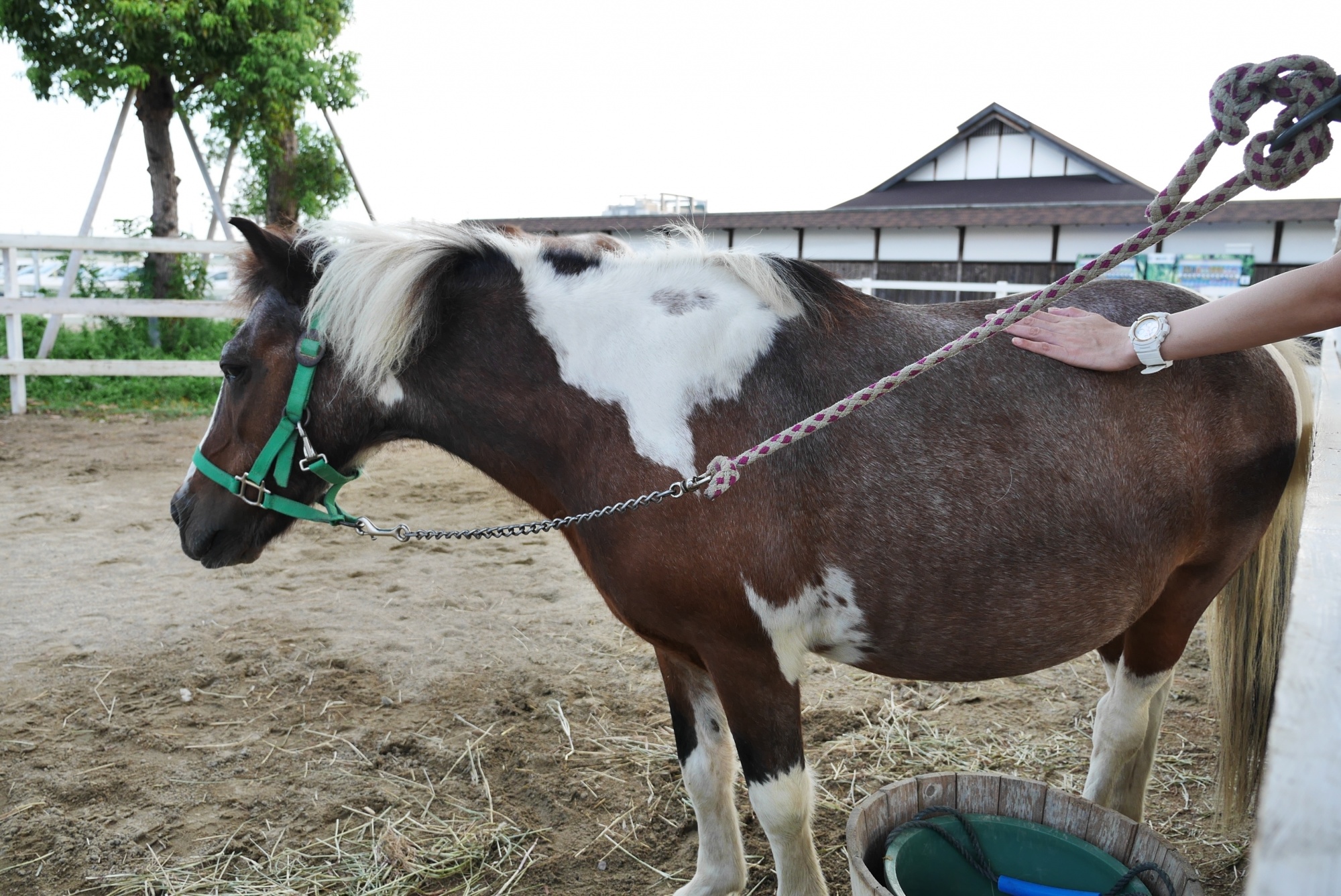 ポニー（Pony）