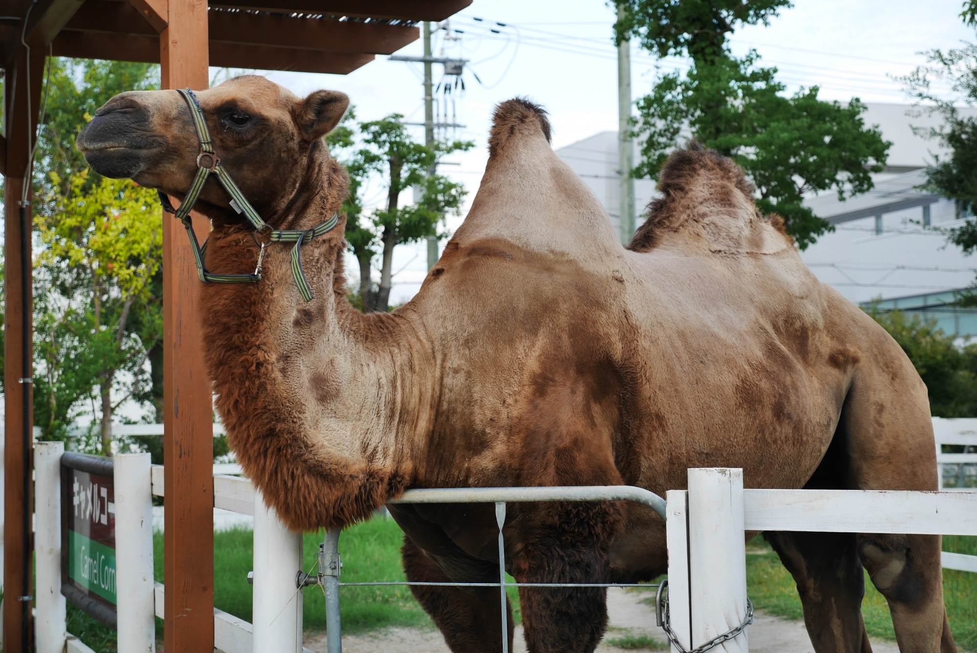 フタコブラクダ（Bactrian camel）