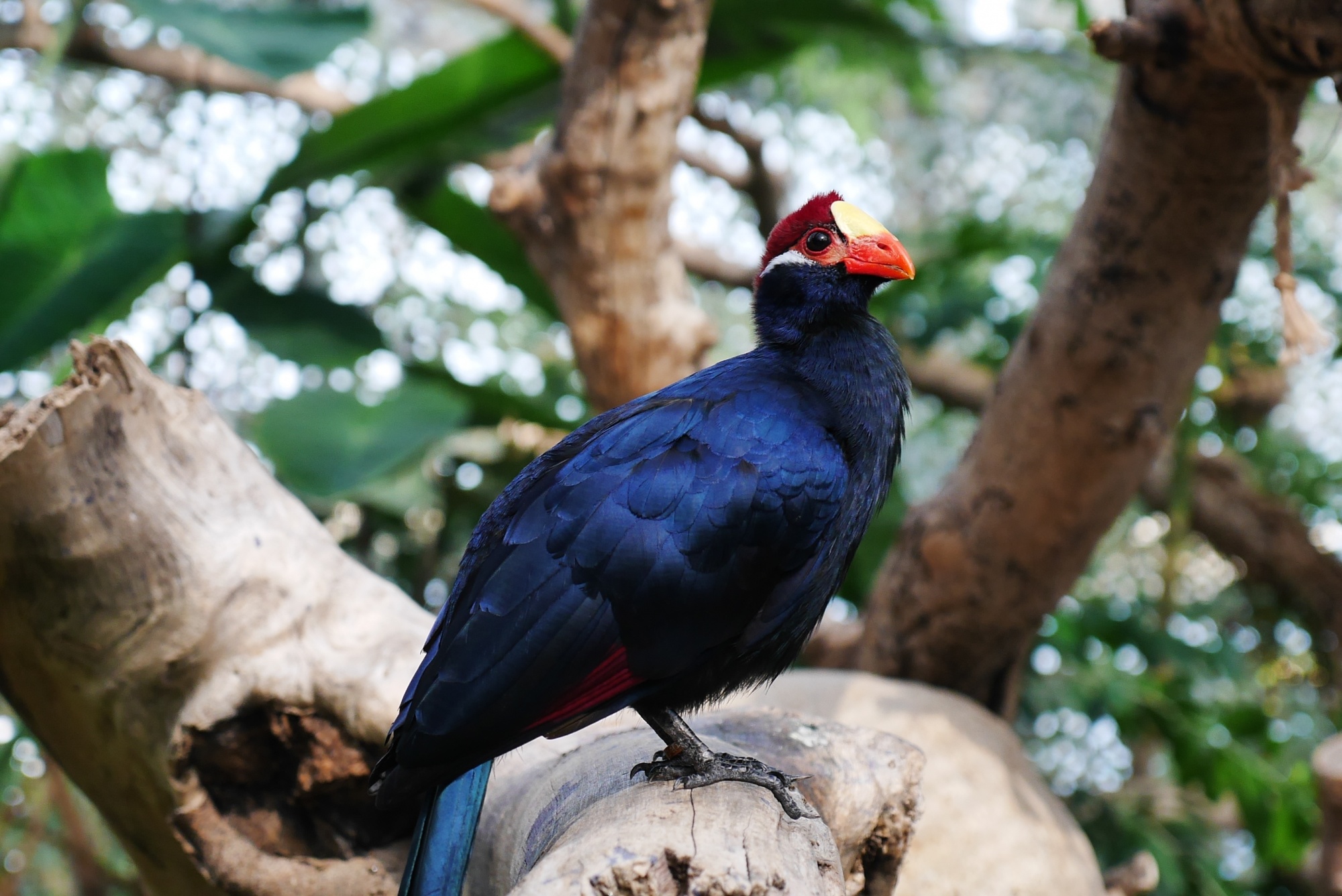 ニシムラサキエボシ（Violet Turaco）