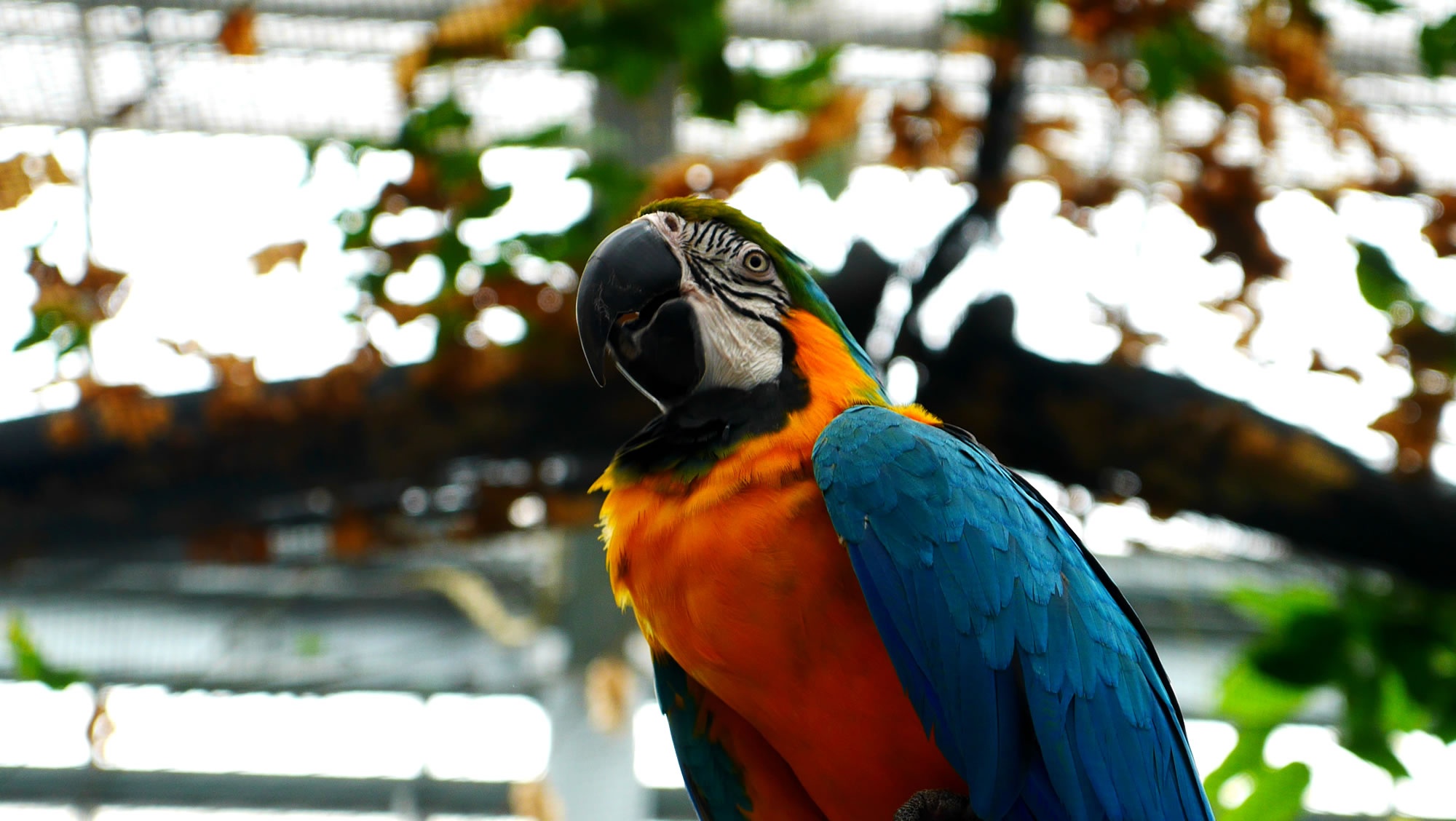 ルリコンゴウインコ（Blue-and-yellow Macaw）
