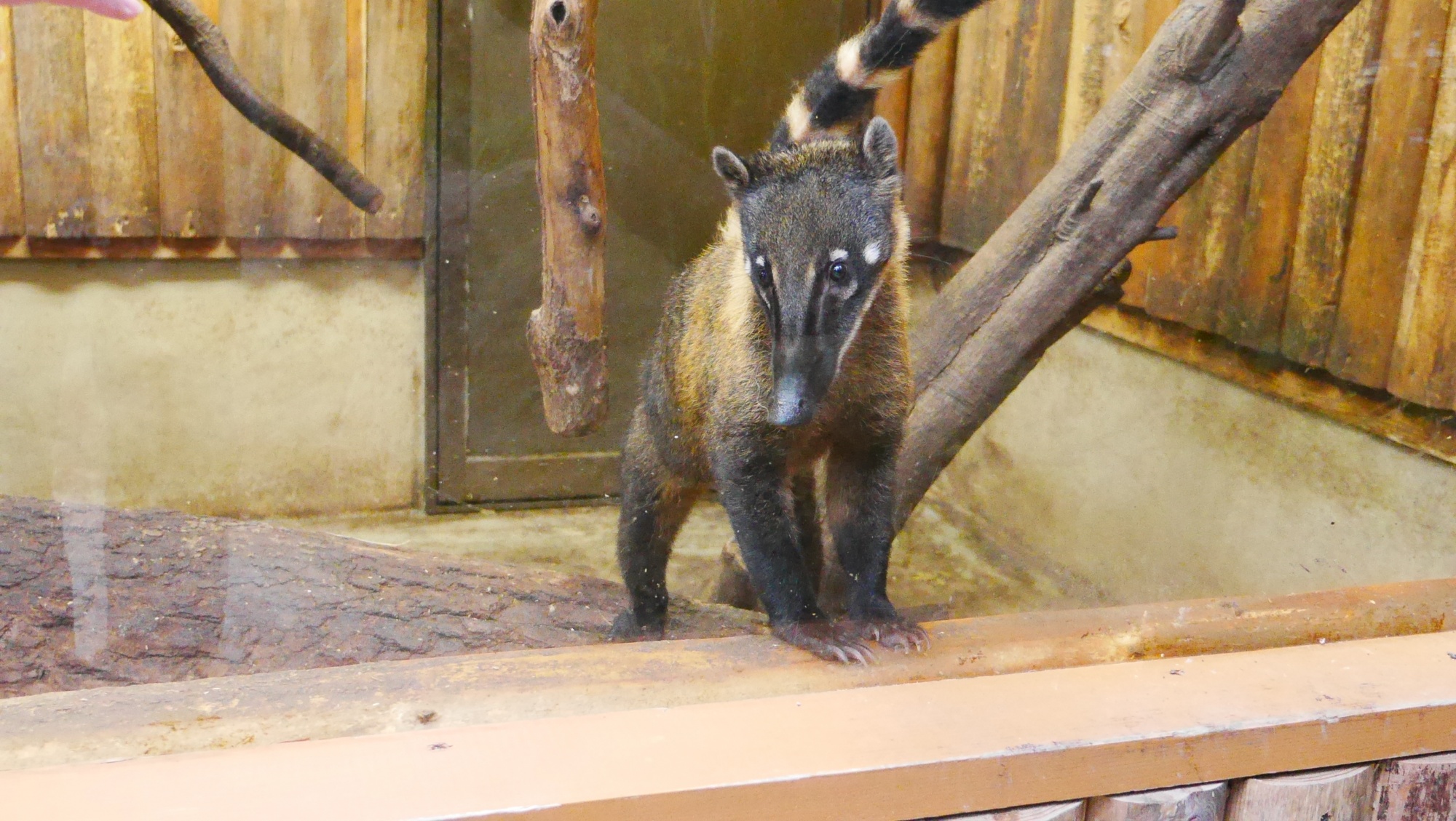 アカハナグマ（South American coati）