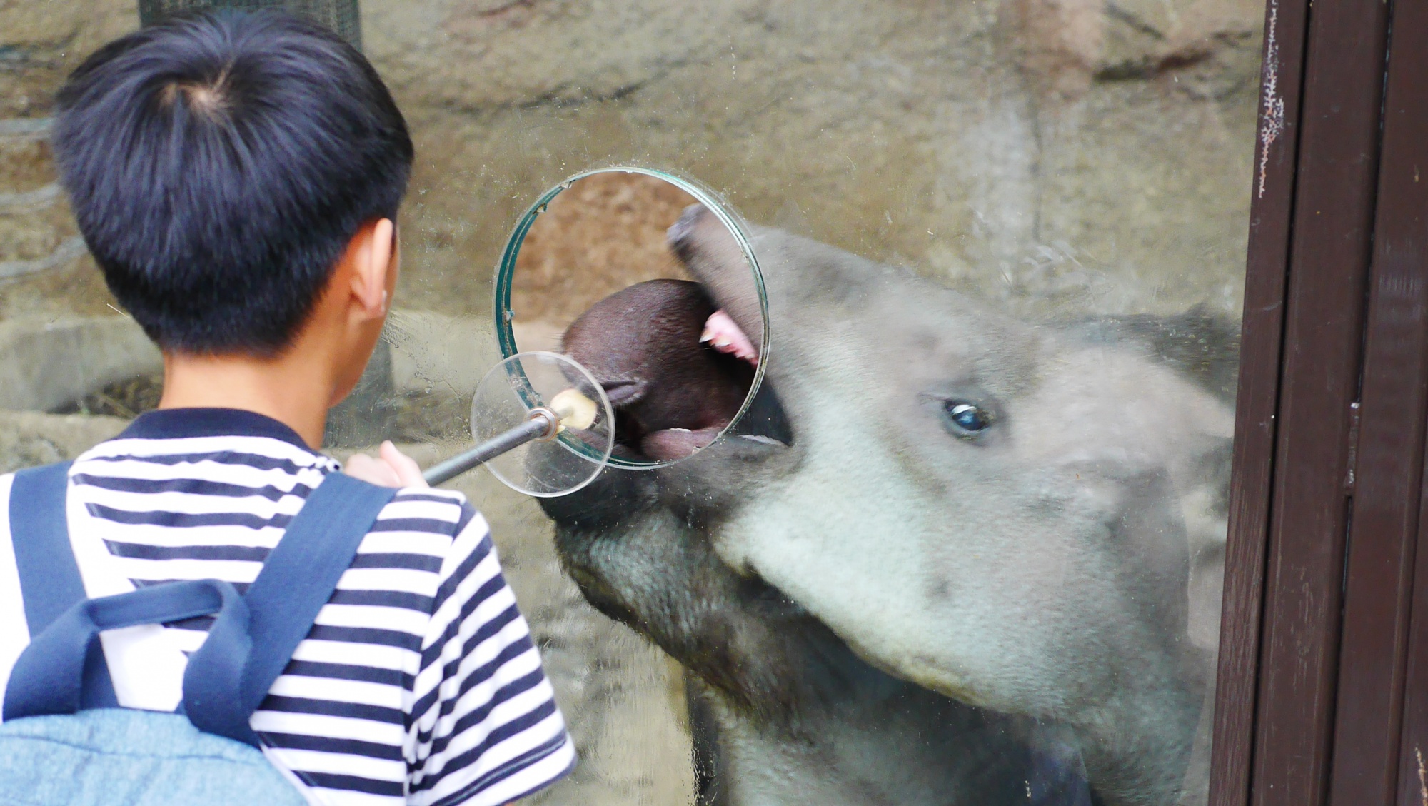 ブラジルバク（Brazilian tapir）