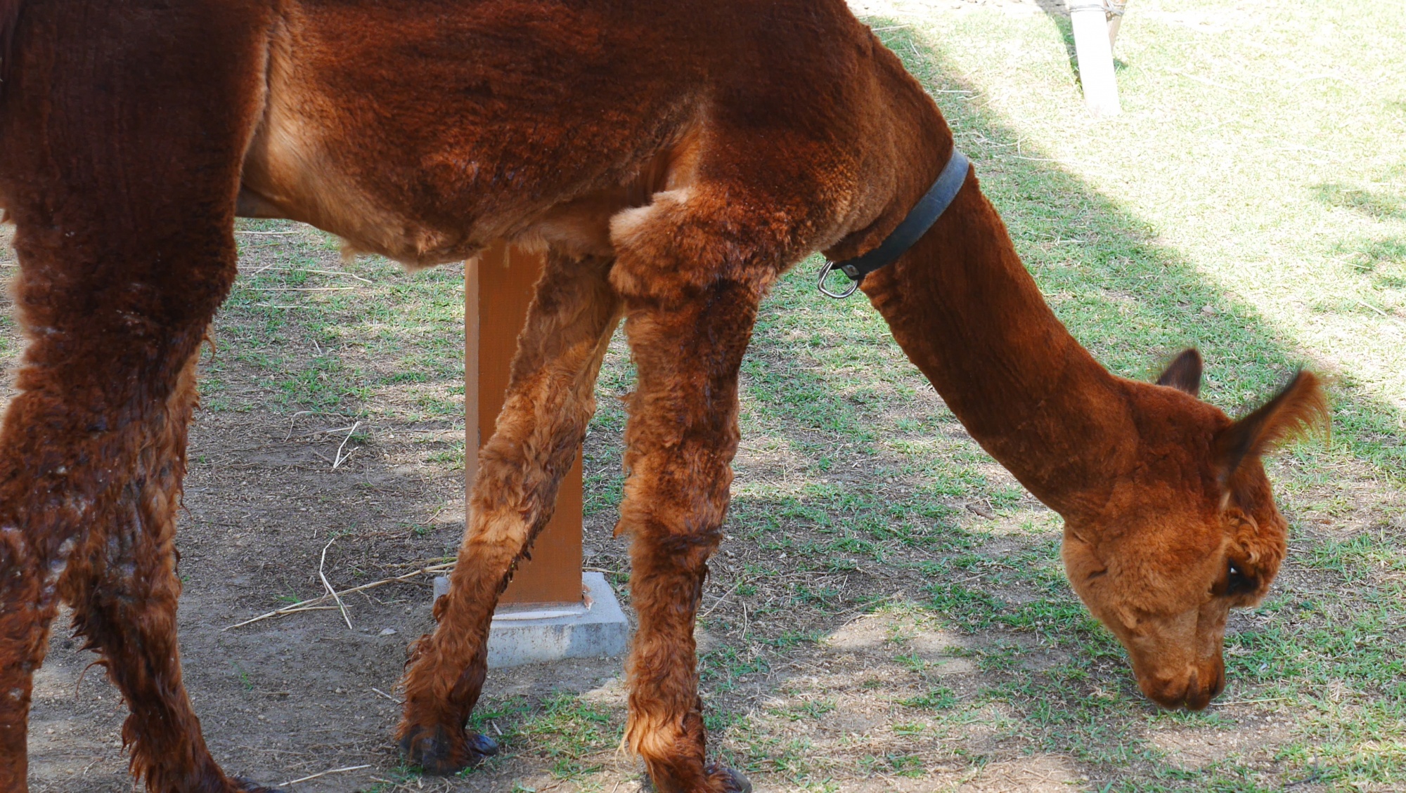 アルパカ（Alpaca）