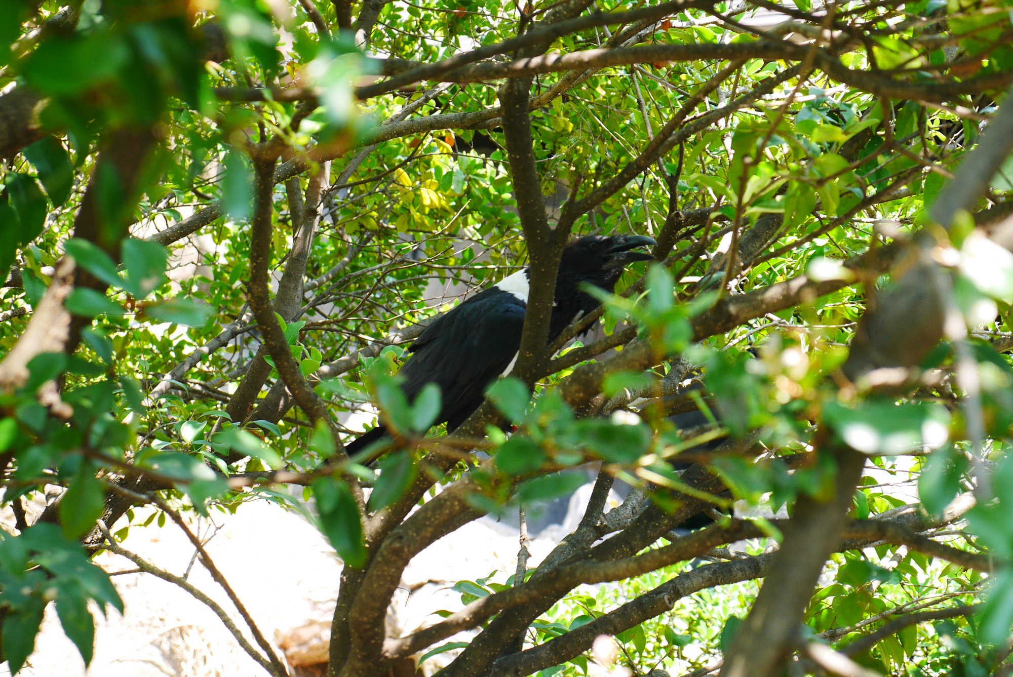 ムナジロガラス（Pied Crow）