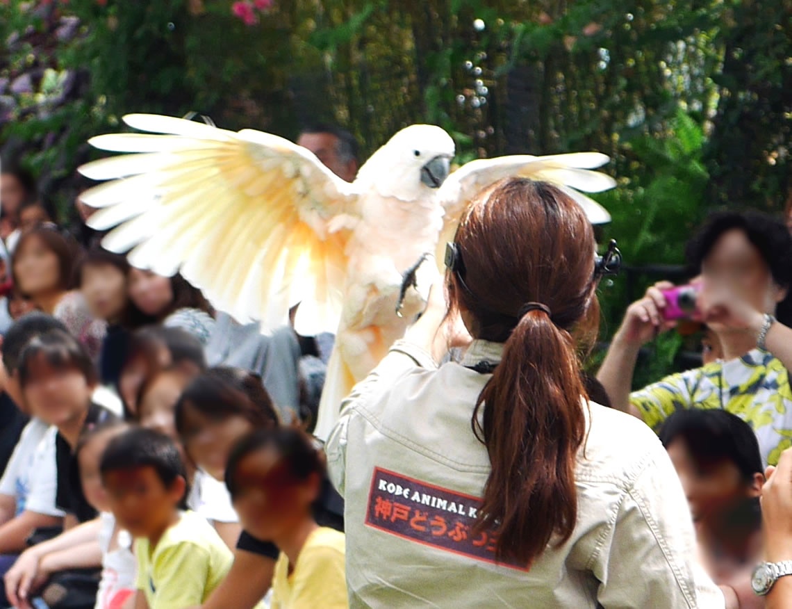 オオバタン（Moluccan cockatoo）