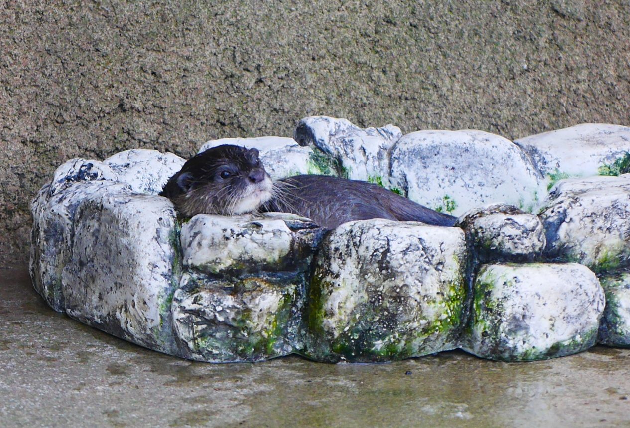 コツメカワウソ（Asian small-clawed otter）