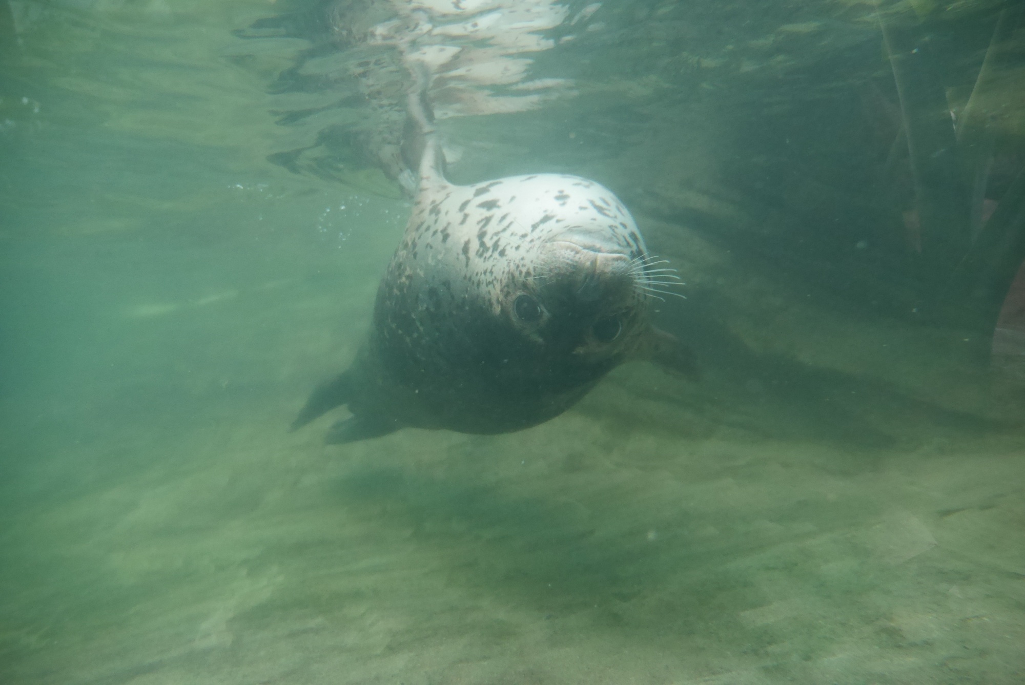 ゴマフアザラシ（Spotted Seal）