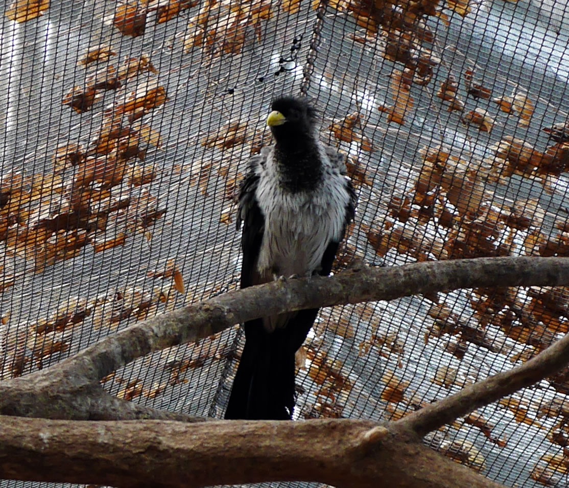 ハイイロエボシドリ（Western Plantain‐eater）