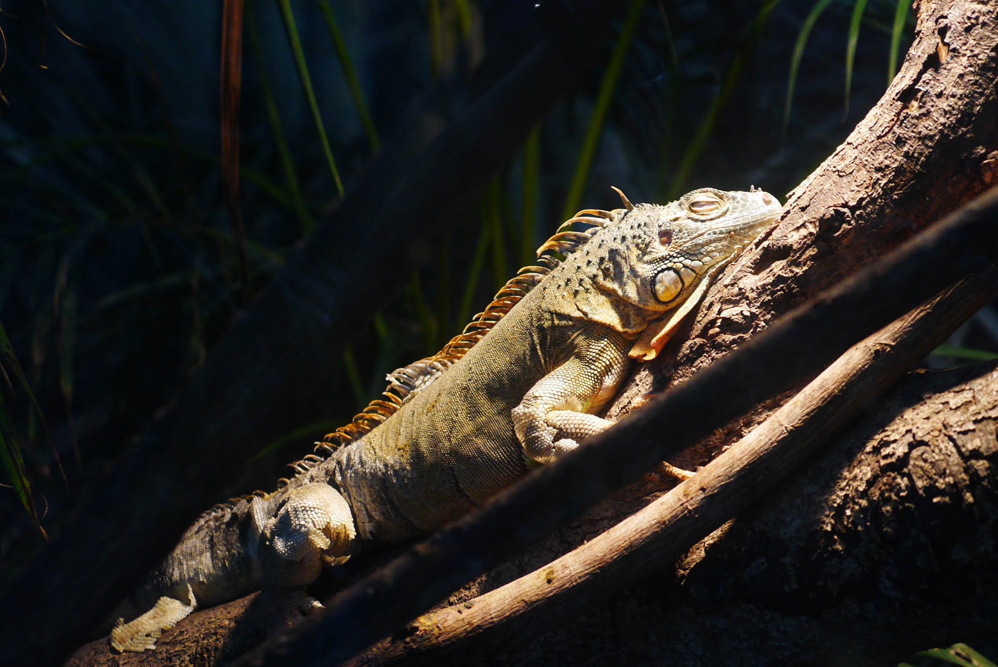 グリーンイグアナ（Green iguana）