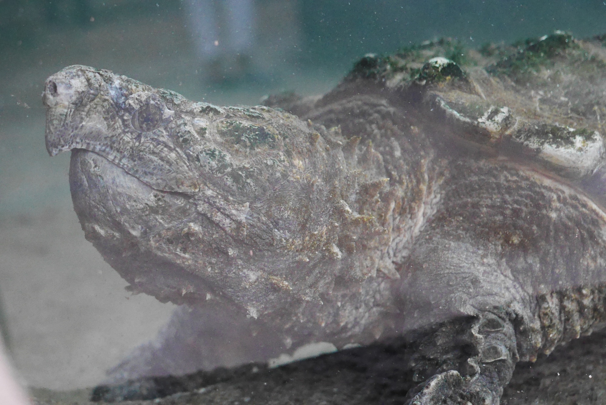 ワニガメ（Alligator snapping turtle）