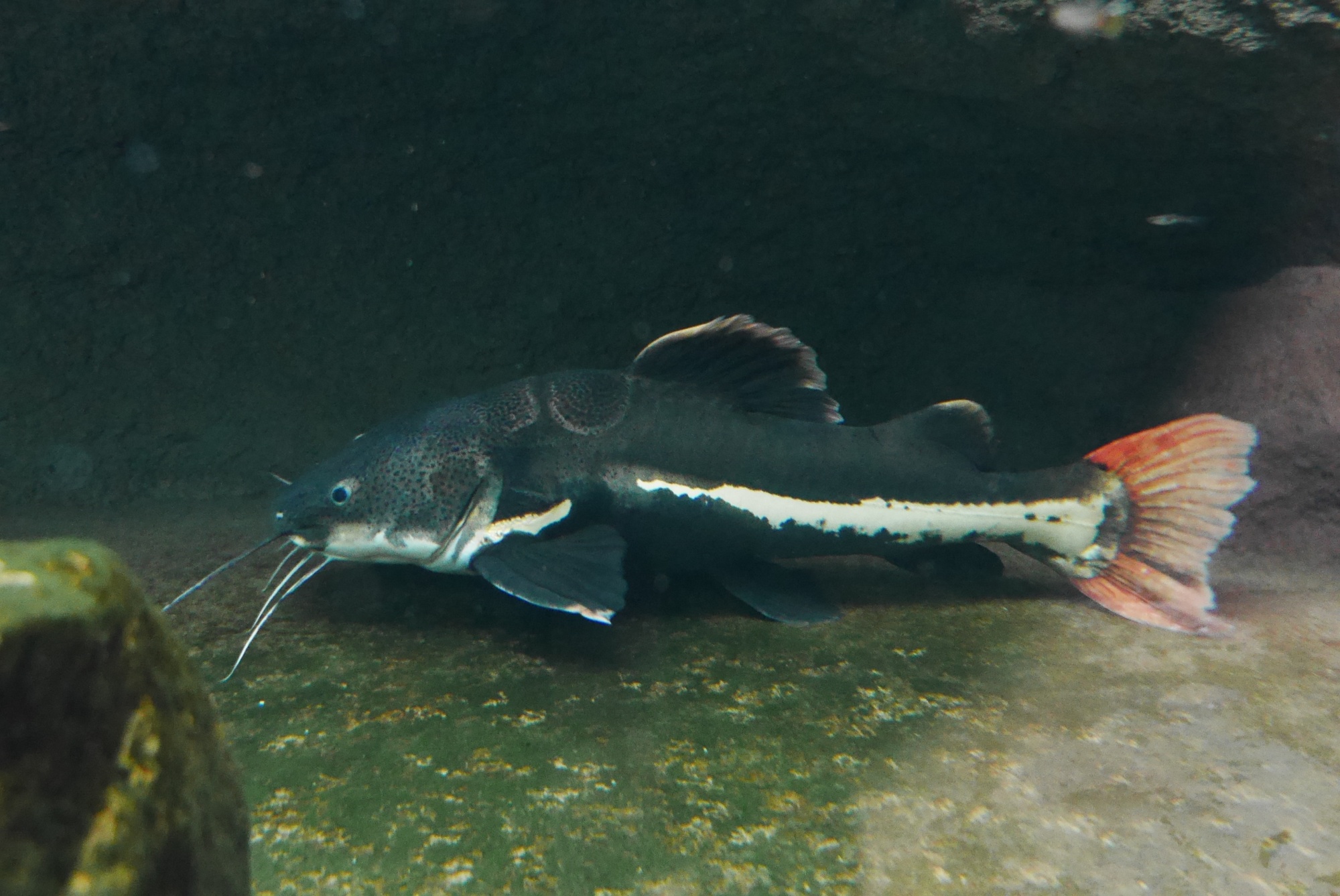 レッドテールキャット（redtail catfish）