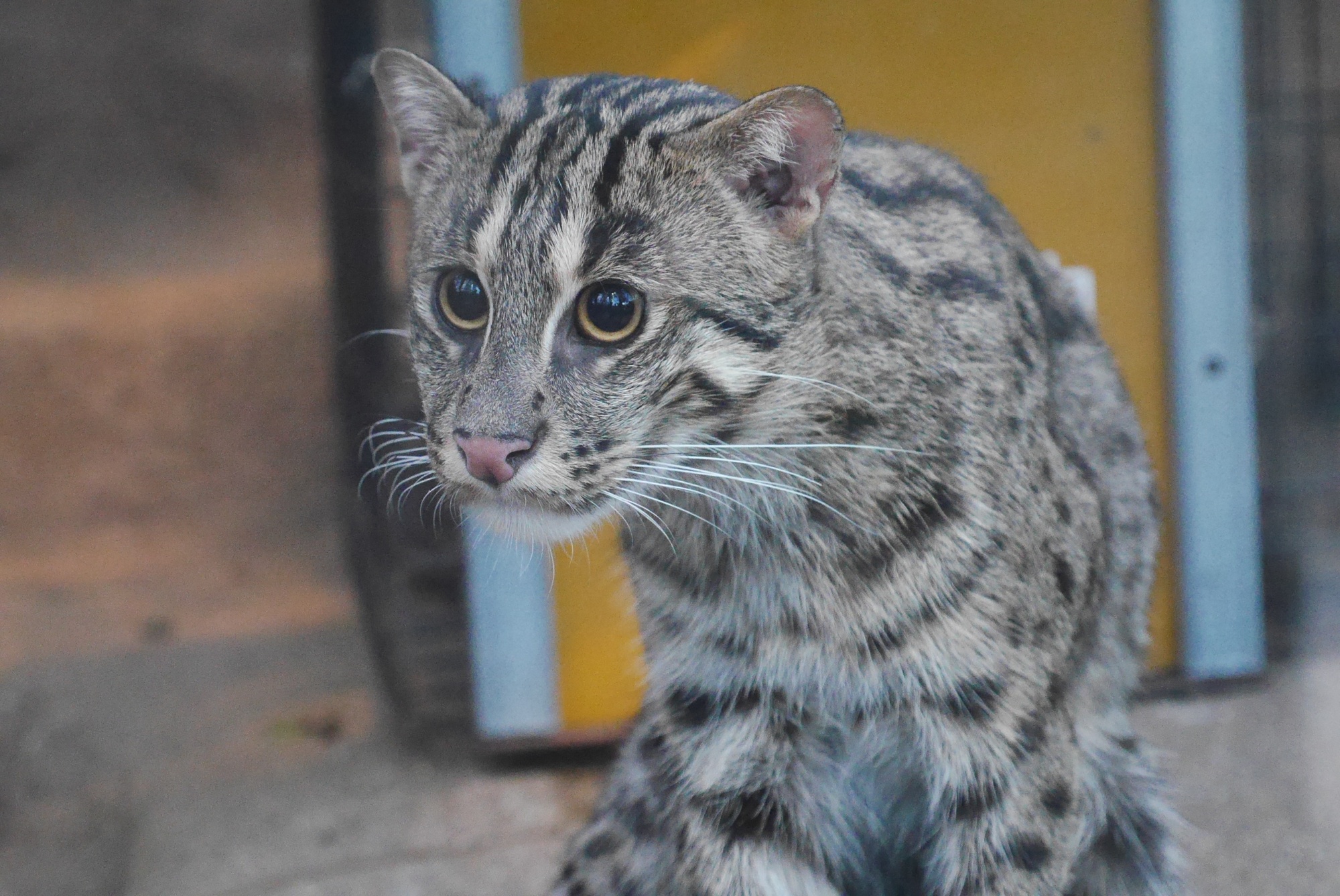 スナドリネコ（Fishing Cat）