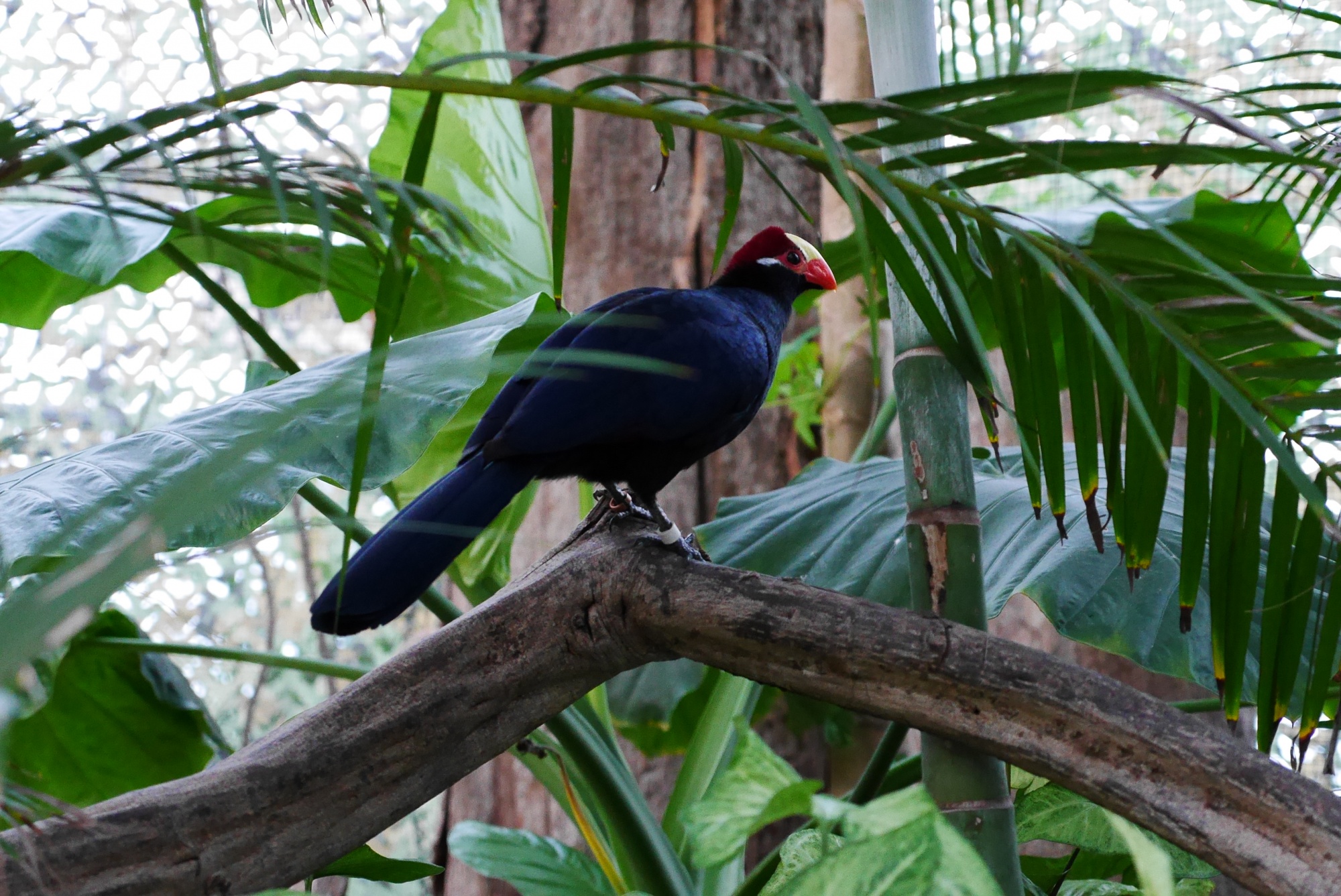 ニシムラサキエボシ（Violet Turaco）