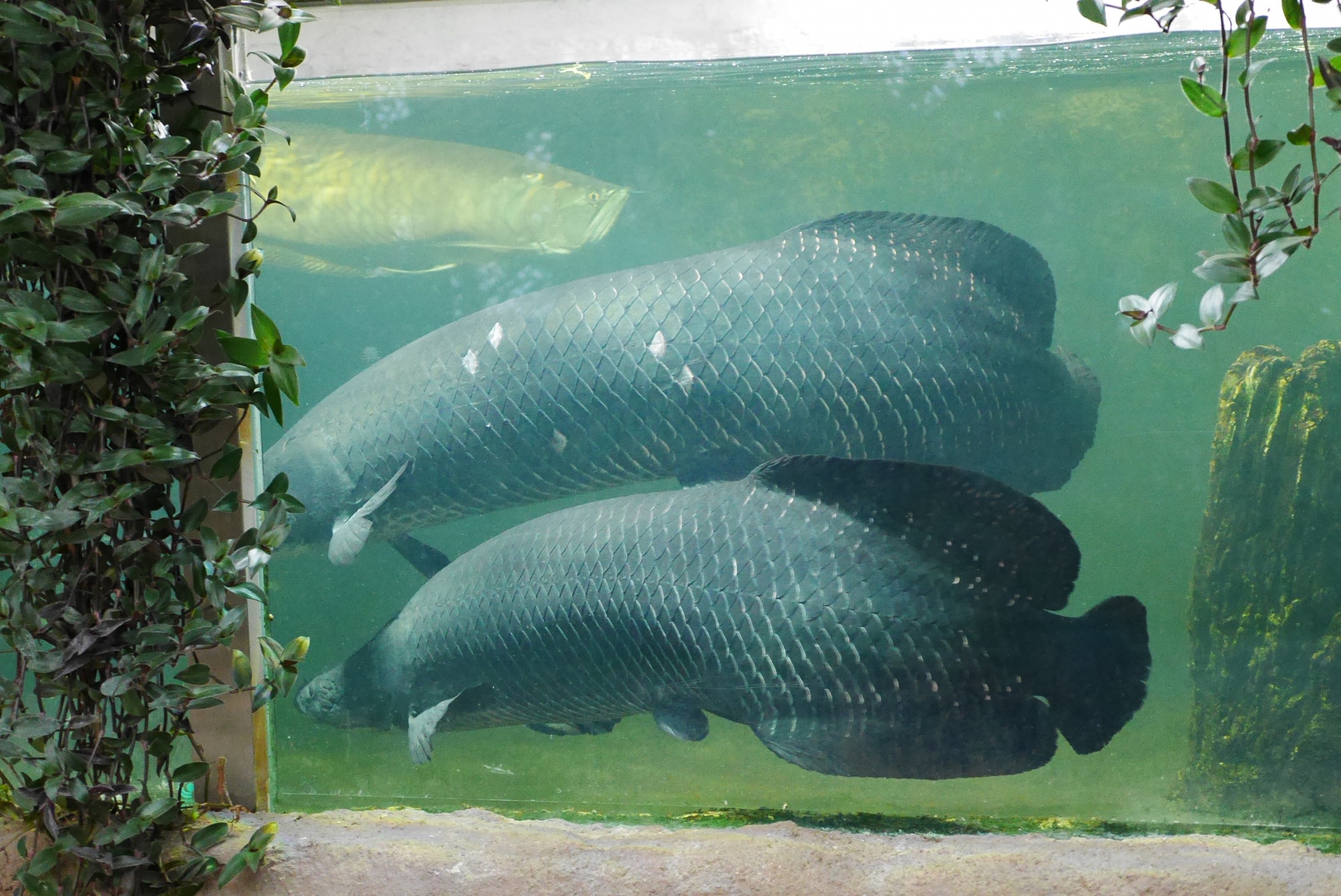 ピラルクー（Arapaima）