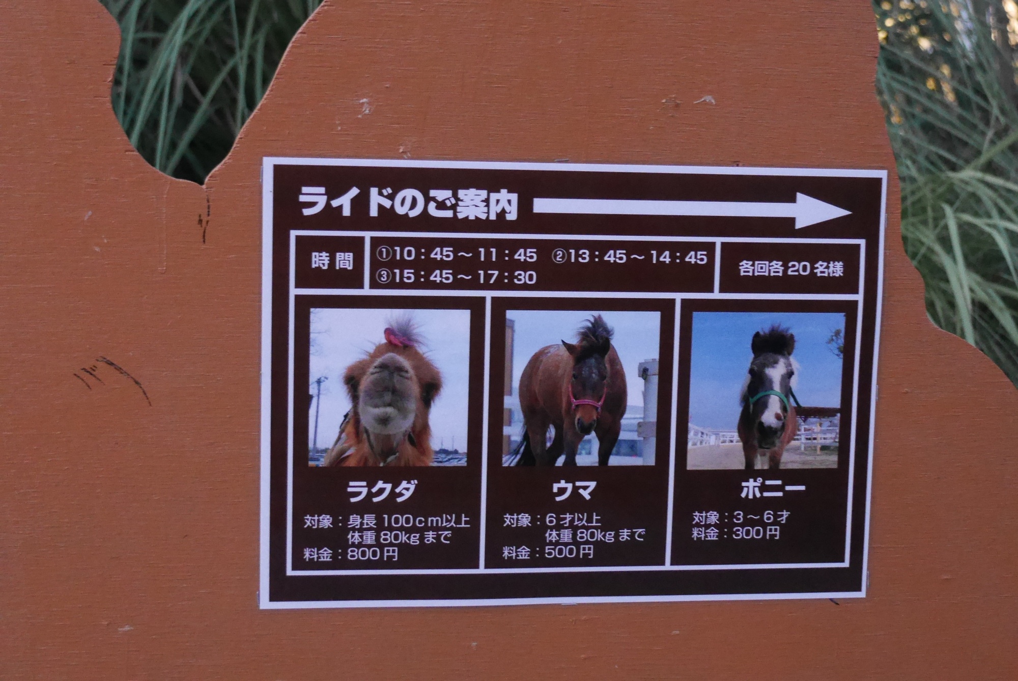 ラクダライド（Camel Ride）