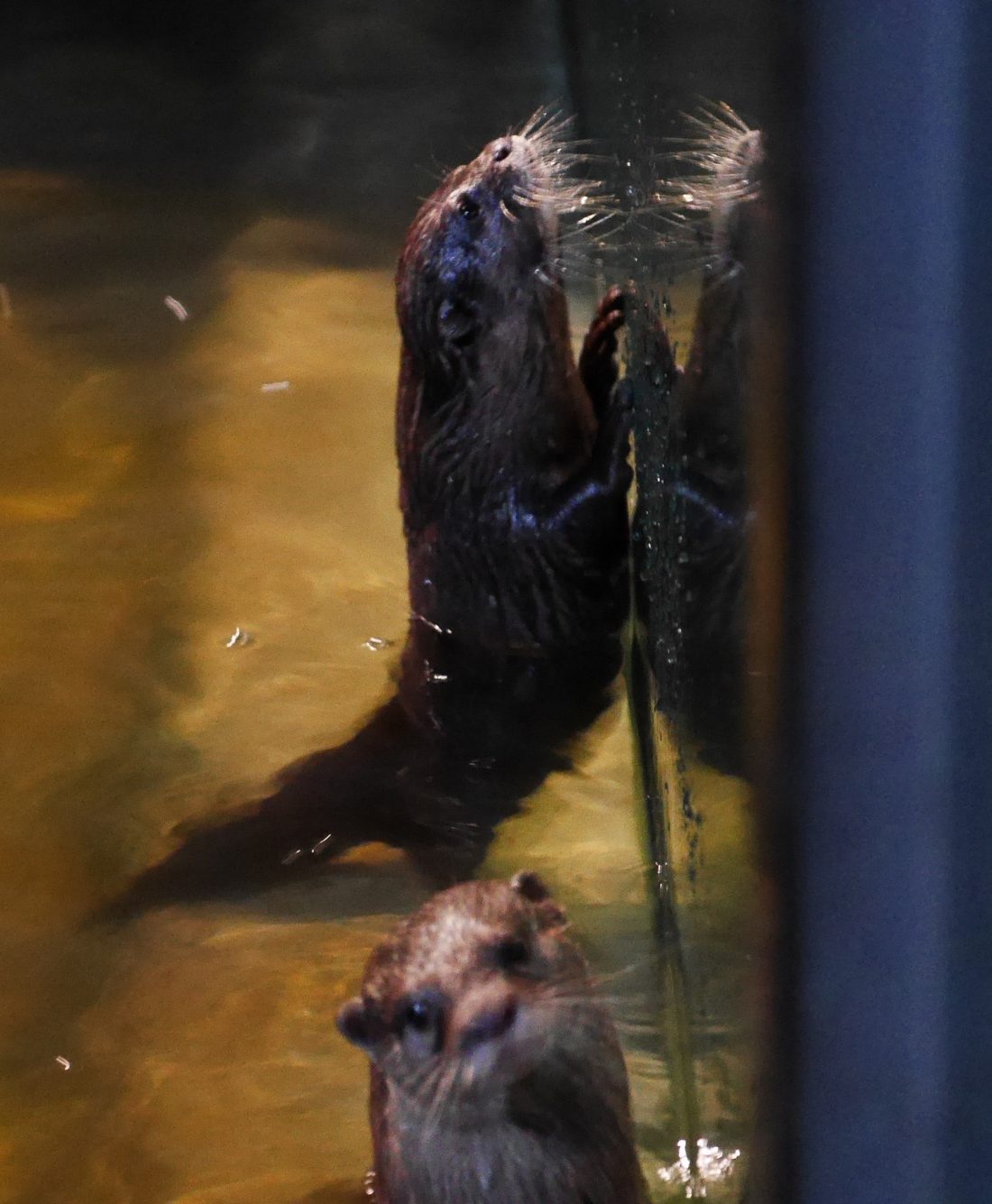 コツメカワウソのエサやり