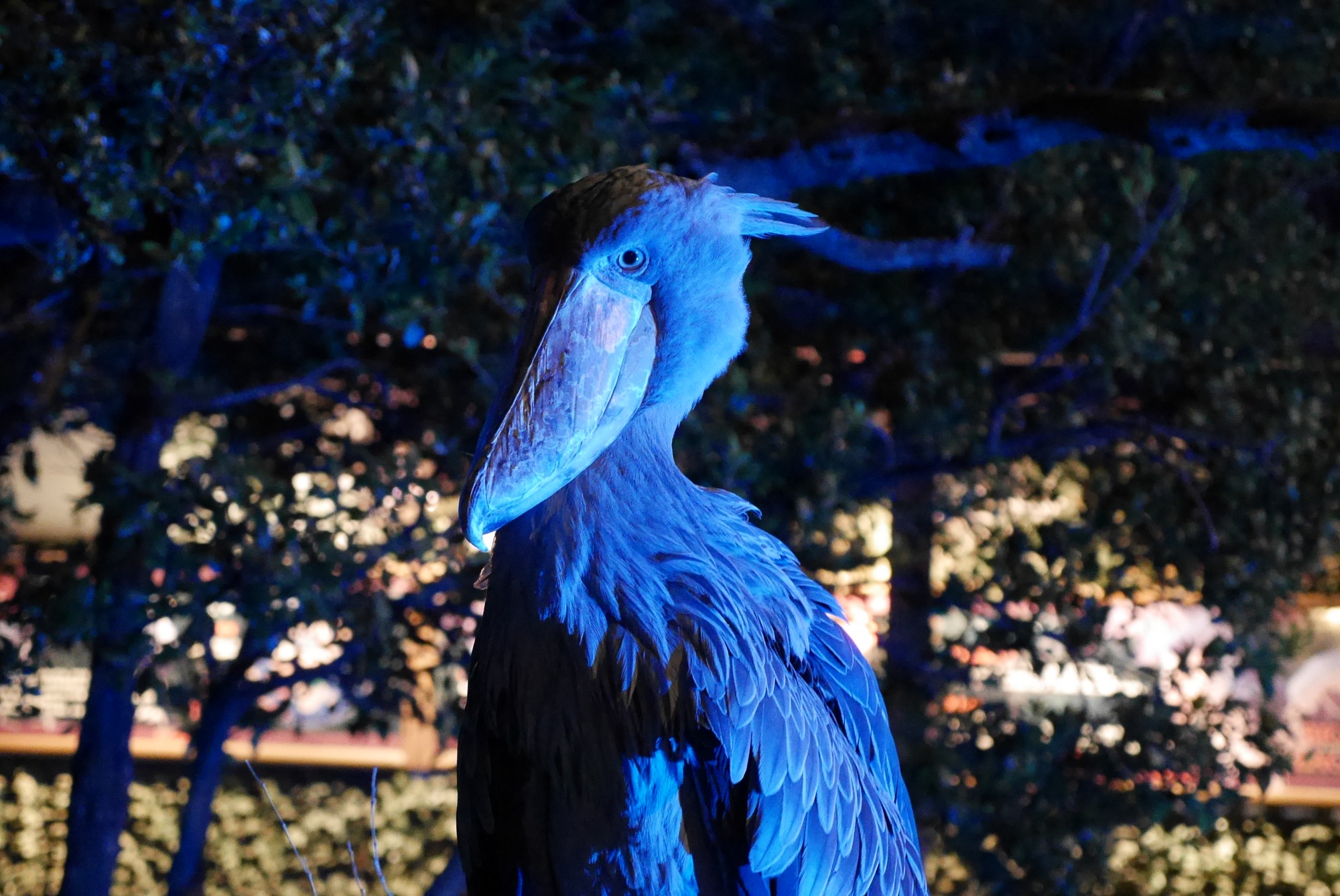 闇夜にライトアップされたハシビロコウ