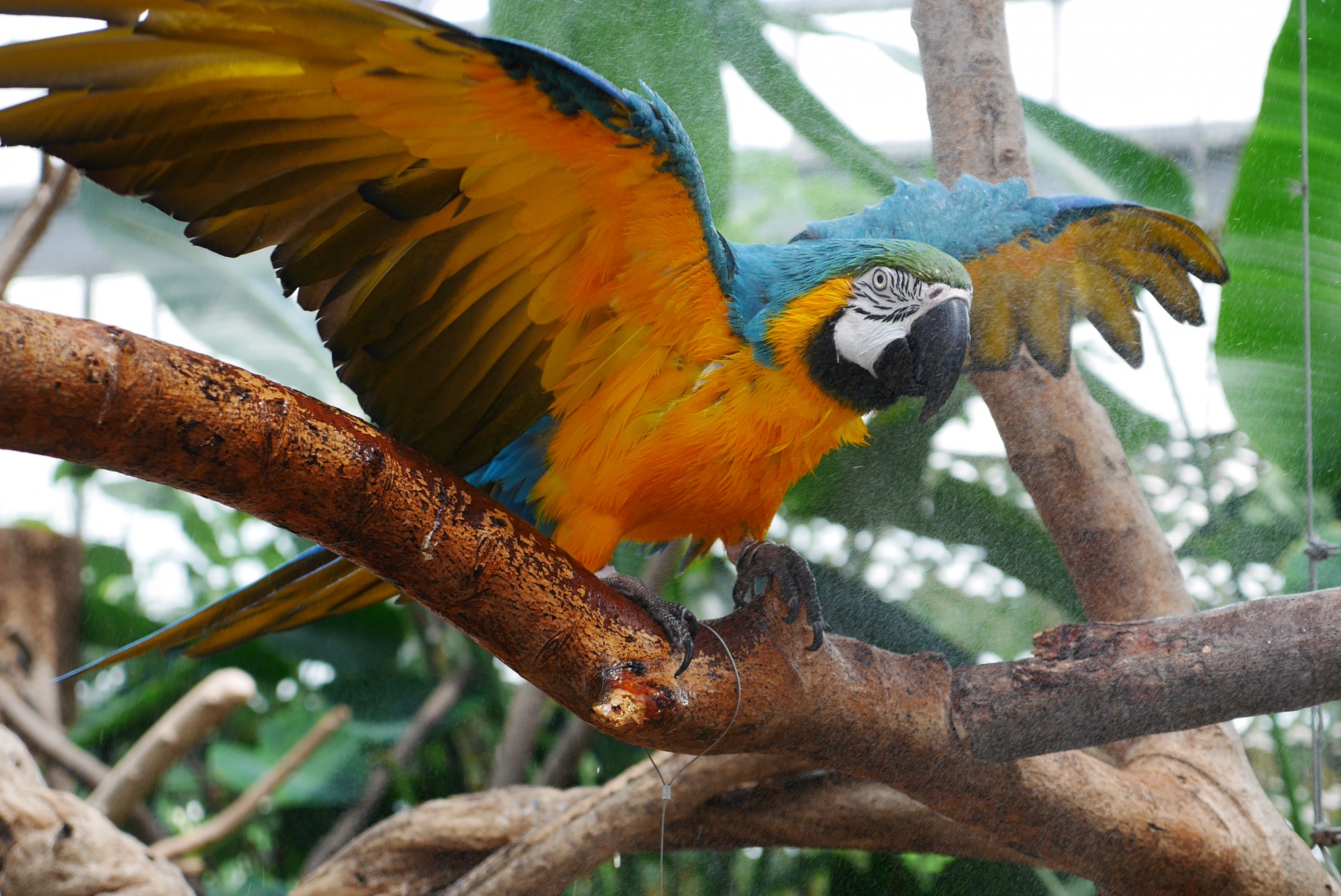 ルリコンゴウインコの水浴び