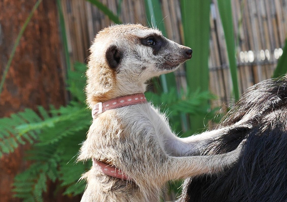 ミーアキャット（Meerkat Suricate）