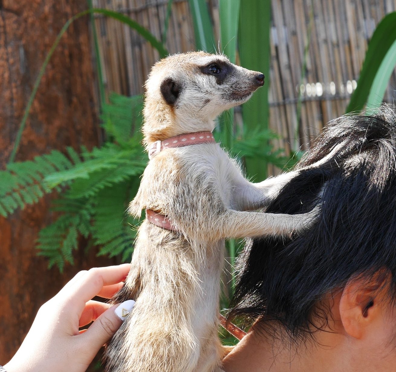 ミーアキャット（Meerkat Suricate）