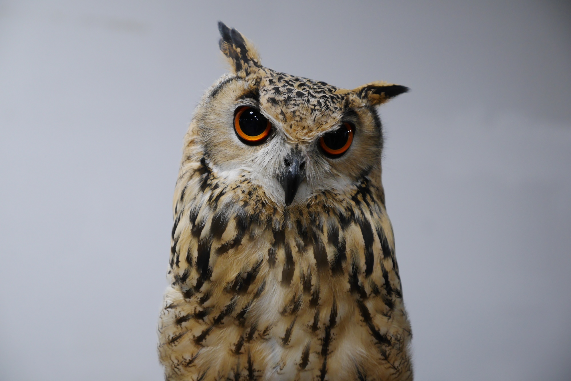 シベリアワシミミズク（Siberian Eagle Owl）